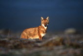 Ethiopian wolf standing in the sunlight - Ethiopia Big cat,Leopard,Panthera pardus,Dog, Coyote, Wolf, Fox,Canidae,Mammalia,Mammals,Chordates,Chordata,Carnivores,Carnivora,Abyssinian wolf,Simien fox,Simien jackal,Loup D'Abyssinie,Lobo Etiope,IUCN Red L
