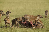 Spotted hyaena pack at kill - Kenya, Africa Black-backed jackal,Canis mesomelas,Chordates,Chordata,Hyaenidae,Hyenas, Aardwolves,Carnivores,Carnivora,Mammalia,Mammals,laughing hyena,laughing hyaena,spotted hyena,Savannah,crocuta,Carnivorous,Leas