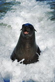 Cape fur seal surfing in the Atlantic ocean - Namibia, Africa Cape fur seal,Arctocephalus pusillus,Otariidae,Eared Seals,Carnivores,Carnivora,Chordates,Chordata,Mammalia,Mammals,Afro-Australian fur seal,Arctocephalus forsteri,Arctocephalus tasmanicus,South Afric