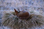 Ethiopian wolf sleeping and covered by early morning frost - Ethiopia Meerkat,Suricata suricatta,Dog, Coyote, Wolf, Fox,Canidae,Mammalia,Mammals,Chordates,Chordata,Carnivores,Carnivora,Abyssinian wolf,Simien fox,Simien jackal,Loup D'Abyssinie,Lobo Etiope,IUCN Red List,C
