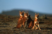 Four Ethiopian wolves looking towards the camera - Ethiopia Ethiopian Wolf,Canis simensis,Dog, Coyote, Wolf, Fox,Canidae,Mammalia,Mammals,Chordates,Chordata,Carnivores,Carnivora,Abyssinian wolf,Simien fox,Simien jackal,Loup D'Abyssinie,Lobo Etiope,IUCN Red Lis