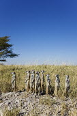 Group of meerkats standing guard - Botswana, Africa Ethiopian Wolf,Canis simensis,Herpestidae,Mongooses, Meerkat,Carnivores,Carnivora,Mammalia,Mammals,Chordates,Chordata,Slender-tailed meerkat,suricate,Subterranean,Sand-dune,Savannah,Africa,Terrestrial