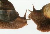 Close up of two bushveld land snails shot in a studio setting shell,exoskeleton,Macro,macrophotography,Close up,White background,Bushveld land snail,Achatina immaculata