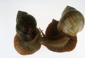 Pair of bushveld land snails shot in a studio setting, dorsal view White background,shell,Close up,Macro,macrophotography,exoskeleton,Bushveld land snail,Achatina immaculata