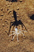 White lady spider on sand, front view - Namib Desert, Namibia White Lady Spider,Leucorchestris arenicola
