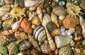Selection of shells of marine snails, an illustration of biodiversity - African coasts coast,Coastal,coast line,coastline,saltwater,Marine,saline,exoskeleton,markings,marking,Macro,macrophotography,Aquatic,water,water body,shell,coloration,Colouration,Close up,patterns,patterned,Pattern