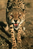 Cheetah snarling - Africa negative,sad,snarl,Growl,snarling,growling,Carnivorous,Carnivore,carnivores,communication,Communicating,Portrait,face picture,face shot,Angry,anger,angered,guarded,guard,danger,Defensive,defense,prote