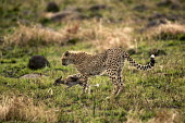 Sub-adult cheetah cub practises killing young Thompson's gazelle - Kenya, Africa Terrestrial,ground,teenager,Sub-adult,teenage,pubescent,patterns,patterned,Pattern,spotty,spot,Spots,spotted,Chasing,chase,chased,Plains,plain,action,movement,move,Moving,in action,in motion,motion,co