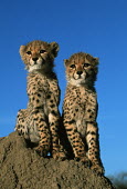 Three month old cheetah cubs sitiing on a termite mound - Africa family,Siblings,sibling,Cub,cubs,kitty,Kitten,kittens,Juvenile,immature,child,children,baby,infants,infant,young,babies,positive,Offspring,cute,Big cat,Cheetah,Acinonyx jubatus,Chordates,Chordata,Carn