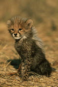 Six week old cheetah cub portrait - Africa cute,coat,furry,pelt,Fur,furs,kitty,Kitten,kittens,positive,Cub,cubs,Juvenile,immature,child,children,baby,infants,infant,young,babies,Big cat,Cheetah,Acinonyx jubatus,Chordates,Chordata,Carnivores,Ca