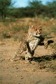 Cheetah cub launching into a sprint - Africa Cub,cubs,run,Running,sprint,sprinting,Juvenile,immature,child,children,baby,infants,infant,young,babies,action,movement,move,Moving,in action,in motion,motion,kitty,Kitten,kittens,coat,furry,pelt,Fur,