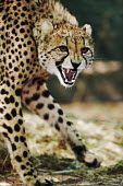 Cheetah snarling - Namibia, Africa patterns,patterned,Pattern,Angry,anger,angered,communication,Communicating,Vocalisation,speaking,vocalization,talking,vocalising,auditory,guarded,guard,danger,Defensive,defense,protecting,guarding,def