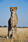 Cheetah standing portrait - Namibia, Africa Grassland,patterns,patterned,Pattern,spotty,spot,Spots,spotted,environment,ecosystem,Habitat,savannahs,savana,savannas,shrubland,savannah,Savanna,Terrestrial,ground,Plains,plain,coloration,Colouration