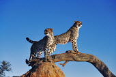 Pair of cheetahs using termite mound and branch as a vantage point - Africa Plains,plain,savannahs,savana,savannas,shrubland,savannah,Savanna,Sky,Semi-desert,Terrestrial,ground,blue skies,sunny,Blue sky,bright,Siblings,sibling,environment,ecosystem,Habitat,arid,drought,waterl