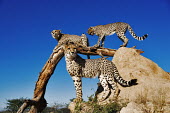 Group of cheetahs using termite mound and branch as a vantage point - Africa Juvenile,immature,child,children,baby,infants,infant,young,babies,savannahs,savana,savannas,shrubland,savannah,Savanna,environment,ecosystem,Habitat,Grassland,arid,drought,waterless,no water,dried up,
