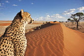Cheetah sitting on sanddune in a desert landscape - Namibia, Africa environment,ecosystem,Habitat,patterns,patterned,Pattern,dry,Arid,Grassland,Sand storm,sand dunes,dunes,Sand dune,dune,spotty,spot,Spots,spotted,Terrestrial,ground,Plains,plain,Xeric,Desert,Storm,stor