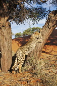 Cheetah leaning against a tree in a desert landscape - Namibia, Africa spotty,spot,Spots,spotted,Plains,plain,Xeric,Desert,Storm,stormy,storms,branch,Tree,bark,branches,Terrestrial,ground,dry,Arid,Sand storm,environment,ecosystem,Habitat,sand dunes,dunes,Sand dune,dune,p