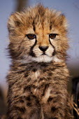 Young cheetah cub portrait - Namibia, Africa kitty,Kitten,kittens,Cub,cubs,Juvenile,immature,child,children,baby,infants,infant,young,babies,cute,patterns,patterned,Pattern,spotty,spot,Spots,spotted,coloration,Colouration,Portrait,face picture,f