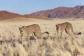 Pair of cheetahs walking through desert habitat - Namibia, Africa Grassland,Sand storm,environment,ecosystem,Habitat,Xeric,Desert,sand dunes,dunes,Sand dune,dune,spotty,spot,Spots,spotted,patterns,patterned,Pattern,coloration,Colouration,Terrestrial,ground,Storm,sto