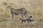 Cheetah mother with cub in grassland - Kenya, Africa Grassland,Cub,cubs,Terrestrial,ground,environment,ecosystem,Habitat,parenthood,parent,mom,Mother,motherhood,mommy,parental,mum,mummy,cute,family,Portrait,face picture,face shot,spotty,spot,Spots,spott