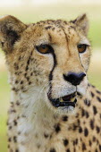 Female cheetah head portrait - Namibia, Africa patterns,patterned,Pattern,Portrait,face picture,face shot,blur,selective focus,blurry,depth of field,Shallow focus,blurred,soft focus,coloration,Colouration,Facial portrait,face,spotty,spot,Spots,spo