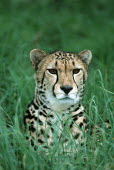 King cheetah, subspecies, head portrait - South Africa Grass,coloration,Colouration,coat,furry,pelt,Fur,furs,Portrait,face picture,face shot,Terrestrial,ground,Facial portrait,face,patterns,patterned,Pattern,spotty,spot,Spots,spotted,Grassland,hidden,cryp