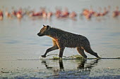 Spotted hyaena hunting flamingo - Kenya, Africa predation,hunt,hunter,stalking,Hunting,stalker,hungry,stalk,hunger,Carnivorous,Carnivore,carnivores,Lake,lakes,Spotted hyaena,Crocuta crocuta,Chordates,Chordata,Hyaenidae,Hyenas, Aardwolves,Carnivores