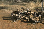 African wild dogs showing aggressive behaviour - Sub-Saharan Africa Terrestrial,ground,Angry,anger,angered,Vocalisation,speaking,vocalization,talking,vocalising,auditory,Aggression,Aggressive,Grassland,snarl,Growl,snarling,growling,fierce,scary,negative,sad,gathering,