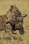 Spotted hyaena carrying remains of wildebeest kill - Kenya, Africa food,feed,hungry,eat,hunger,Feeding,eating,bloody,Blood,Carnivorous,Carnivore,carnivores,Spotted hyaena,Crocuta crocuta,Chordates,Chordata,Hyaenidae,Hyenas, Aardwolves,Carnivores,Carnivora,Mammalia,Ma