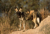 African wild dog standing on a termite mound - Sub-Saharan Africa Brown,beige,Black,patterns,patterned,Pattern,ear,Ears,markings,marking,coloration,Colouration,colours,color,colors,Colour,Multi-coloured,multicoloured,multi-colored,colorful,multicolored,colourful,Por