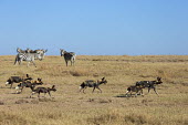 Small pack of African wild dogs in grassland - Kenya, Africa Grassland,Terrestrial,ground,environment,ecosystem,Habitat,predation,hunt,hunter,stalking,Hunting,stalker,hungry,stalk,hunger,gathering,Group,many,collection,assemble,numerous,grouping,collective,gath