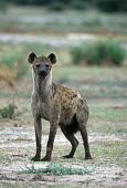 Spotted hyaena facing camera - Botswana, Africa aware,on-edge,on edge,cautious,Alert,Portrait,face picture,face shot,blur,selective focus,blurry,depth of field,Shallow focus,blurred,soft focus,Spotted hyaena,Crocuta crocuta,Chordates,Chordata,Hyaen