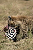 Spotted hyaena at zebra kill - Kenya, Africa environment,ecosystem,Habitat,Grassland,savannahs,savana,savannas,shrubland,savannah,Savanna,food,feed,hungry,eat,hunger,Feeding,eating,Terrestrial,ground,bloody,Blood,predation,hunt,hunter,stalking,H
