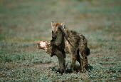 Spotted hyaena young carrying wildebeest horns - Botswana, Africa Carnivorous,Carnivore,carnivores,Horn,horns,food,feed,hungry,eat,hunger,Feeding,eating,forage,gleaning,glean,Foraging,Spotted hyaena,Crocuta crocuta,Chordates,Chordata,Hyaenidae,Hyenas, Aardwolves,Car