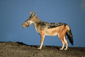 Black-backed jackal with a recently caught sandgrouse in its mouth - Namibia, Africa food,feed,hungry,eat,hunger,Feeding,eating,predation,hunt,hunter,stalking,Hunting,stalker,stalk,Black-backed jackal,Canis mesomelas,Carnivores,Carnivora,Mammalia,Mammals,Dog, Coyote, Wolf, Fox,Canidae