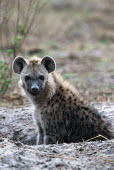 Spotted hyaena cub at den site - Okovango Delta, Botswana, Africa Portrait,face picture,face shot,blur,selective focus,blurry,depth of field,Shallow focus,blurred,soft focus,Spotted hyaena,Crocuta crocuta,Chordates,Chordata,Hyaenidae,Hyenas, Aardwolves,Carnivores,Ca