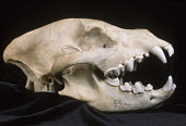 Spotted hyaena skull showing carnassial teeth - Sub-Saharan Africa Teeth,tooth,bone,bones,skeletal,Skeleton,canine teeth,Canine tooth,Carnivorous,Carnivore,carnivores,face,Mouth,mouthpart,mouths,mouthparts,head,Skull,cranium,incisors,Incisor,Spotted hyaena,Crocuta cr