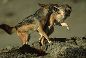 Black-backed jackal fighting over food - Namibia, Africa negative,sad,fight,Fighting,aggression,aggressive,guarded,guard,danger,Defensive,defense,protecting,guarding,defence,protective,warn,warning,protect,warns,action,movement,move,Moving,in action,in moti