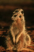 Two meerkats warm up in the early morning sun of winter - Kalahari Desert, Africa family,aware,on-edge,on edge,cautious,Alert,Basking,sunbathing,bask,sunbathe,resting,rested,rest,Meerkat,Suricata suricatta,Herpestidae,Mongooses, Meerkat,Carnivores,Carnivora,Mammalia,Mammals,Chordat