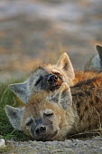 Young spotted hyaena pups sleeping at den site - Kenya, Africa incubation,broods,broody,incubating,Brood,incubate,brooding,Offspring,children,young,babies,Siblings,sibling,Juvenile,immature,child,baby,infants,infant,Portrait,face picture,face shot,sleep,tired,exh