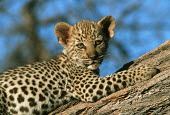 Eight week old leopard cub lying on a tree - Africa coloration,Colouration,patterns,patterned,Pattern,hidden,crypsis,Camouflage,camo,disguise,disguised,camouflaged,Cub,cubs,coat,furry,pelt,Fur,furs,Juvenile,immature,child,children,baby,infants,infant,y