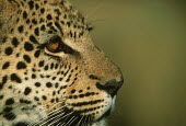 Leopard head side on  Africa face,coloration,Colouration,spotty,spot,Spots,spotted,Facial portrait,hidden,crypsis,Camouflage,camo,disguise,disguised,camouflaged,Portrait,face picture,face shot,patterns,patterned,Pattern,Big cat,L