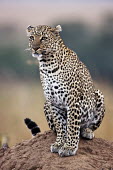 Leopard sitting on a termite mound as a vantage point - Kenya, Africa coat,furry,pelt,Fur,furs,coloration,Colouration,patterns,patterned,Pattern,Portrait,face picture,face shot,blur,selective focus,blurry,depth of field,Shallow focus,blurred,soft focus,spotty,spot,Spots