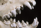 Spotted hyaena skull showing carnassial teeth - Sub-Saharan Africa head,Skull,cranium,Teeth,tooth,incisors,Incisor,canine teeth,Canine tooth,face,Mouth,mouthpart,mouths,mouthparts,bone,bones,skeletal,Skeleton,Spotted hyaena,Crocuta crocuta,Chordates,Chordata,Hyaenida