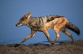 Black-backed jackal running at water edge - Namibia, Africa run,Running,sprint,sprinting,action,movement,move,Moving,in action,in motion,motion,Black-backed jackal,Canis mesomelas,Carnivores,Carnivora,Mammalia,Mammals,Dog, Coyote, Wolf, Fox,Canidae,Chordates,C