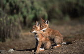 Ethiopian wolf pups interacting - Ethiopia Juvenile,immature,child,children,baby,infants,infant,young,babies,positive,Cub,cubs,cute,puppy,puppys,puppies,pups,Pup,Ethiopian Wolf,Canis simensis,Dog, Coyote, Wolf, Fox,Canidae,Mammalia,Mammals,Cho