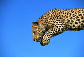 Leopard leaping - Africa patterns,patterned,Pattern,coloration,Colouration,action,movement,move,Moving,in action,in motion,motion,hidden,crypsis,Camouflage,camo,disguise,disguised,camouflaged,markings,marking,leaps,mid air,ju