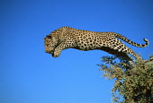 Leopard jumping - Africa leaps,mid air,jump,jumps,leaping,leap,Jumping,blue skies,sunny,Blue sky,bright,markings,marking,hidden,crypsis,Camouflage,camo,disguise,disguised,camouflaged,action,movement,move,Moving,in action,in m