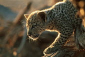 Two month old leopard cub walking along a log - Africa hidden,crypsis,Camouflage,camo,disguise,disguised,camouflaged,markings,marking,patterns,patterned,Pattern,Cub,cubs,spotty,spot,Spots,spotted,coat,furry,pelt,Fur,furs,blur,selective focus,blurry,depth