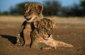 Two one month old lion cubs - Africa positive,Cub,cubs,cute,Juvenile,immature,child,children,baby,infants,infant,young,babies,Lion,Panthera leo,Felidae,Cats,Mammalia,Mammals,Carnivores,Carnivora,Chordates,Chordata,Lion d'Afrique,León,le
